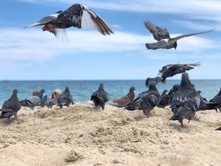 Doves on the beach by the sea. Birds on the Black Sea coast. The dove walks on the sand.