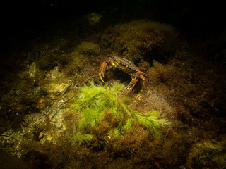 A closeup picture of a crab in a beautiful marine environment. Picture from Oresund, Malmo in southern Sweden.
