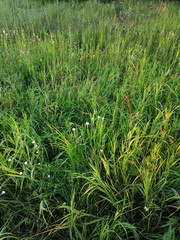 green grass in the wind