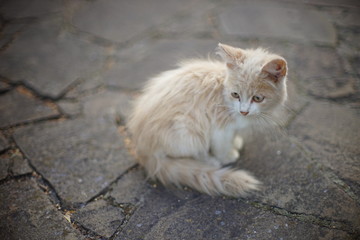 fluffy beige white kitten sitting on the stone road