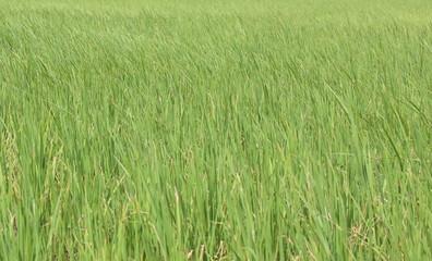Fototapeta premium green wheat field