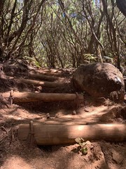 Obraz premium stairs in a forest in the mountain of levada do alecrim e 25 fontes, madeira island