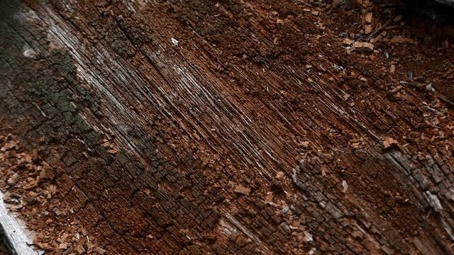 Old tree texture backgroun shoot on the forest