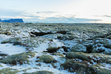 Winter landscape in Iceland. A field of solidified lava covered with moss is covered with snow.