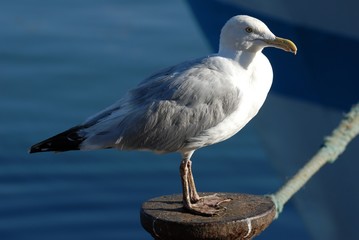 Goéland en gros plan posé sur une bitte d'amarrage  d'un port de Bretagne