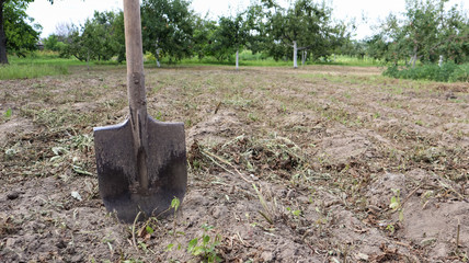 A sharp old farmer's shovel sticks out of the ground in cultivated agricultural fields. Garden village. hard manual work