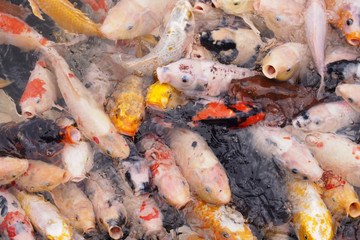 The colorful beauty of koi fish is scrambling for food. 