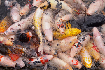 The colorful beauty of koi fish is scrambling for food. 
