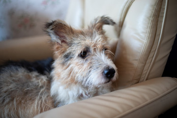 Dog in chair