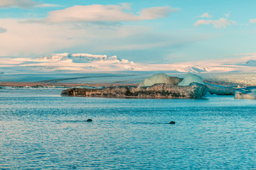 Fototapeta premium fur seal swims among glaciers in winter in Iceland. Breathtaking natural landscape