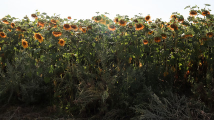 Beautiful landscape, a field of beautiful and bright yellow-gold sunflowers on a bright sunny day. Ecology concept photo. Agricultural industry. Perfect wallpaper. Agricultural industry.