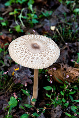 Solitary Shaggy Parasol Mushroom