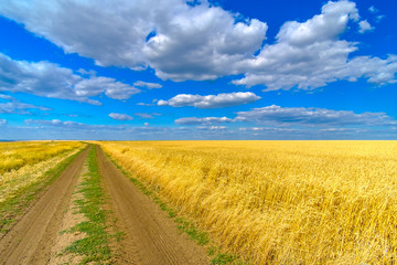 Endless field with golden ears of ripe wheat on a background of blue sky with clouds on a sunny summer day. Dirt road along the field. Wheat harvest.