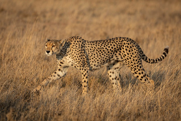 Full body side view portrait of an adult female cheetah with beautiful eyes walking in the grassy plains of Serengeti in Tanzania