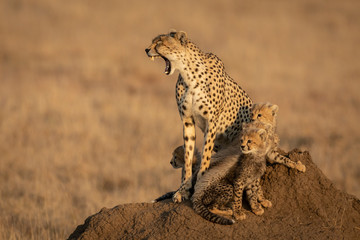 Yawning female cheetah and her cubs sitting on a big termite mound in Serengeti Tanzania