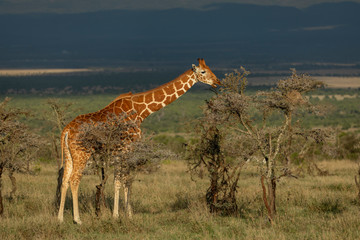 Adult reticulated giraffe eating from a bush in golden afternoon light with blue stormy skies in background in Ol Pajeta Kenya