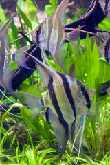 The Altum Angelfish (Pterophyllum altum) occurs strictly in the Orinoco River Basin and the Upper...