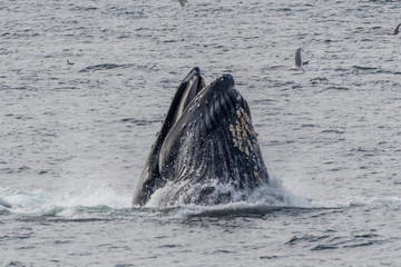 Naklejka premium Group of humpback whales (Megaptera novaeangliae) bubble net feeding in Southeast Alaska's Inside Passage.