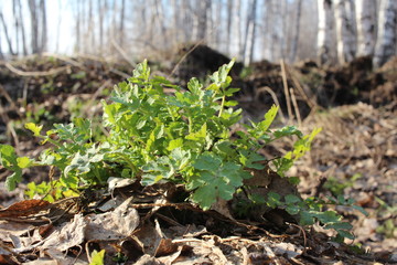 fresh green grass grows on the ground in the forest in spring