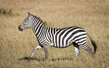 Fototapeta na wymiar Adult zebra isolated cut out on yellow grass walking in full sun in Masai Mara Kenya