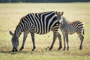 Fototapeta na wymiar Mother and cute baby zebra grazing in the vast grassy plains of Masai Mara Kenya