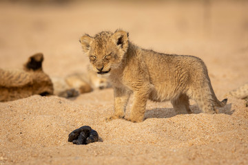 Baby lion cub making funny face squinting over a lion feces, standing in sandy riverbed amongst its...