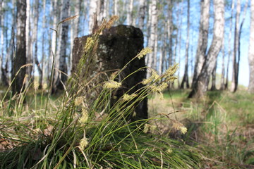 fresh green grass grows on the ground in the forest in spring