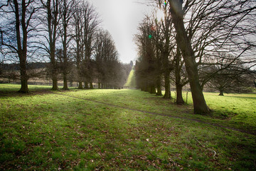 Obraz premium tree lined landscape