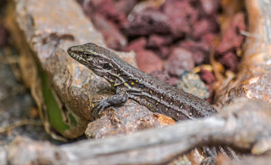 Gallotia Galloti female lizard, with volcanic rocks and vegetation background, Tenerife , Canary islands, Spain