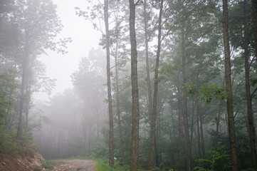 Obraz premium A misty dawn mountain where you can breathe fresh air