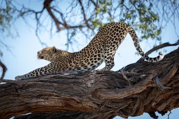 Selbstklebende Fototapeten Erwachsener Leopard, der eine große Strecke mit gewölbtem Rücken hat, während er in einem großen toten Baumzweig in Khwai Okavango in Botswana steht? © stuporter