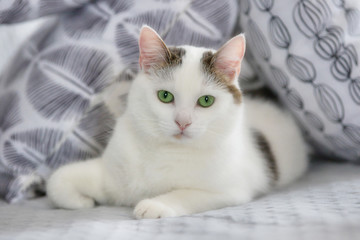 Young white cat closeup portrait on the couch