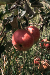 Apple saved. Red apples grow on the branch of an Apple tree. The tree is strewn with delicious Apple fruits and liquid bright red and pink colors. Healthy fruits grow in the garden.