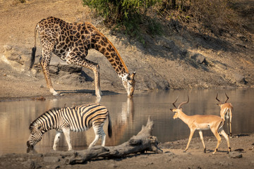 Fototapeta na wymiar Adult male giraffe drinking from a river with nearby zebra and two impala in Kruger Park in South Africa