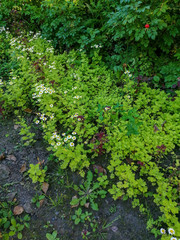 green moss on the wall