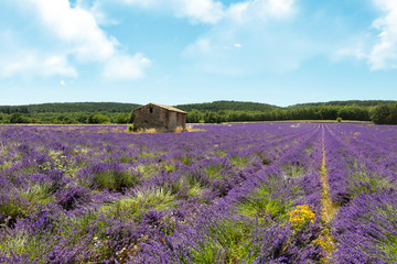 Fototapeta na wymiar Rural building into lavender fields at Plateau de Valensole, Provence, southern France