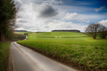 landscape with trees