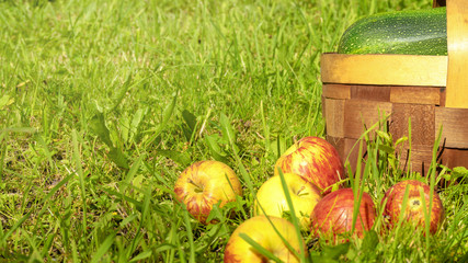 A basket with fresh apples and vegetables stands on the green grass. Autumn and seasonal harvest concept.