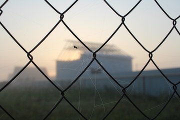 web with a spider on the fence net in the evening