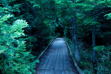 森の中にある木製の遊歩道