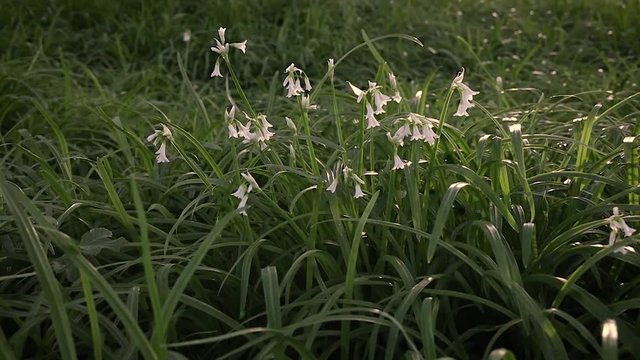 Three-Cornered Garlic Flowers Blowing in the Wind with Sunlight