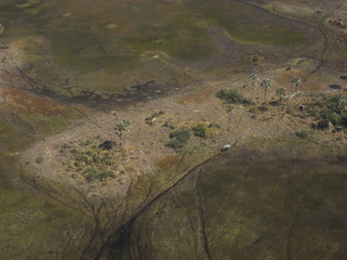 Okavango Delta view with elephants from the sky