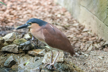 The nankeen night heron (Nycticorax caledonicus) is a heron that belongs to the genus Nycticorax and the family Ardeidae, with distinctive reddish-brown colour.
