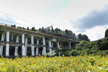 鉄道高架橋とひまわり畑　千葉県大網白里市　日本