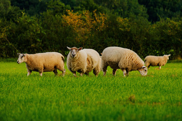 Sheep and lamb in the field