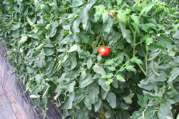 ビニールハウスのトマト畑