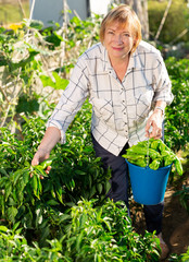 Happy elderly woman with harvest of green peppers in the garden. High quality photo