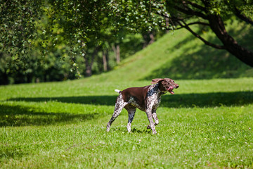 a hunting dog runs through the green grass. The pointer executes a command to me. A happy dog moves joyfully on a green background. A pointer dog with its tongue out
