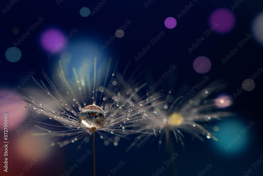 Wall mural abstract blurred nature background dandelion seeds parachute. abstract nature bokeh pattern