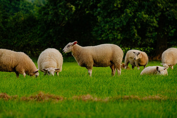 Sheep and lamb in the field